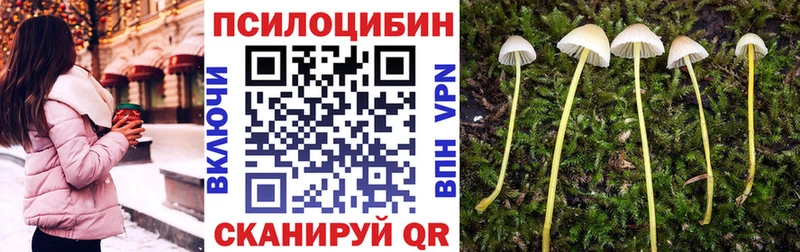 как найти   Чита  Галлюциногенные грибы Psilocybe 